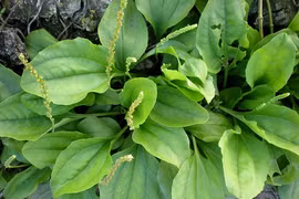 Chữa các bệnh về thận bằng thần dược mọc hoang 