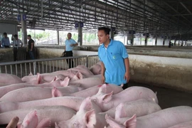 Giá heo hơi hôm nay (4/11): Tiếp tục giảm?