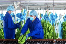 Hoàng Anh Gia Lai thông báo xin chậm thanh toán 137 tỷ đồng lãi trái phiếu