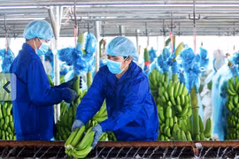 Hoàng Anh Gia Lai thông báo xin chậm thanh toán 137 tỷ đồng lãi trái phiếu