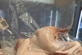 Gà đi bộ ăn chuối được mở bán gây sốt thị trường