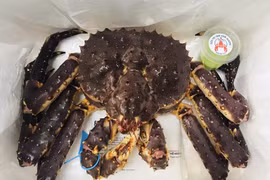 Đại gia Hà Nội chơi sang mua 72 con cua Hoàng đế đãi nhân viên