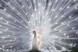 Video: Công bạch tạng hiếm có khó tìm được săn lùng dịp Tết