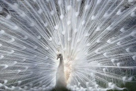 Video: Công bạch tạng hiếm có khó tìm được săn lùng dịp Tết