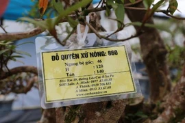 Soi cây đỗ quyên 400 năm tuổi có giá gần 1 tỷ đồng