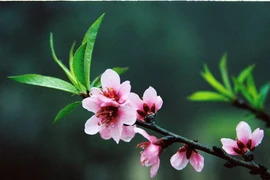 Video: Đào phai màu, mai nở bung, lê trắng xuống phố hút khách Hà thành