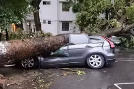 Video: Cây cổ thụ bất ngờ đổ rạp, đè trúng ô tô đang chạy