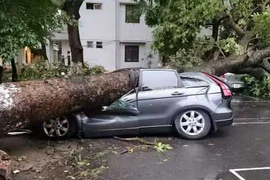 Video: Cây cổ thụ bất ngờ đổ rạp, đè trúng ô tô đang chạy