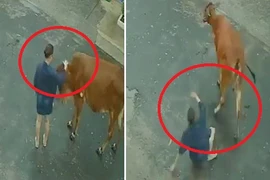 Video: Bò nổi điên tung cước đá bay cô gái xuống đường