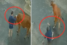 Video: Bò nổi điên tung cước đá bay cô gái xuống đường
