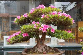 Video: Đỗ quyên bonsai "hét" giá gần 1 tỷ mà vẫn đuổi không hết khách