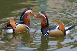 Video: Cặp vịt "độc" giá hơn 10 triệu được săn lùng làm quà Valentine