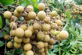 Video: 6 lợi ích tuyệt vời từ quả nhãn không phải ai cũng biết