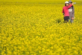 Mê mẩn thung lũng hoa cải vàng đón chúa Xuân