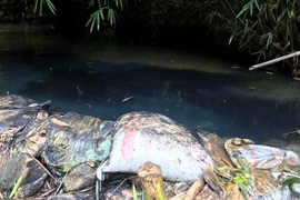 Nước máy Hà Nội bốc mùi lạ: Thủ tướng chỉ đạo Bộ CA những gì?