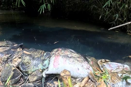 Nước máy Hà Nội bốc mùi lạ vì dầu thải: Ai xả dầu thải vào nguồn nước Sông Đà?