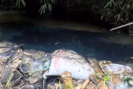 Nước máy Hà Nội bốc mùi lạ vì dầu thải: Ai xả dầu thải vào nguồn nước Sông Đà?