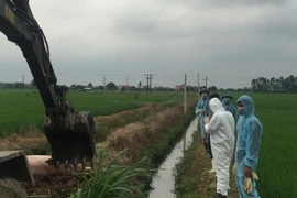 Dịch tả lan rộng, Hải Dương khoanh vùng, dập dịch tả lợn Châu Phi