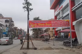 Kỳ lạ hàng cây xanh trồng “dưới lòng đường” ở Uông Bí