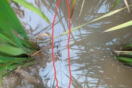 1 phụ nữ tử vong "tức tưởi" do vướng dây điện bẫy chuột