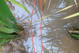 1 phụ nữ tử vong "tức tưởi" do vướng dây điện bẫy chuột