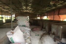 Chỉ thị Ban Bí thư về dịch tả lợn châu Phi: Huy động sức mạnh tổng hợp cả hệ thống chính trị