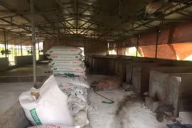 Chỉ thị Ban Bí thư về dịch tả lợn châu Phi: Huy động sức mạnh tổng hợp cả hệ thống chính trị