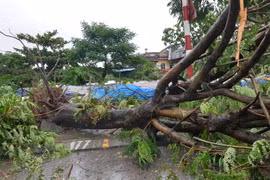 Tin mới nhất bão số 3: Hải Dương ngập lụt nặng, Hải Phòng cây xanh bật gốc hàng loạt