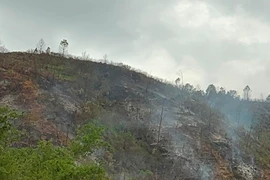 Cháy rừng: Xót xa sau biển lửa