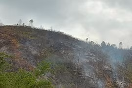 Cháy rừng: Xót xa sau biển lửa