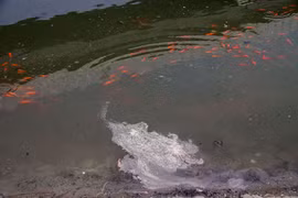 Chết người, ô nhiễm môi trường: Biến tướng xấu xí ngày ông Công, ông Táo