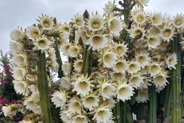 5 cây cảnh nở hoa mang điềm báo thịnh vượng cho gia chủ