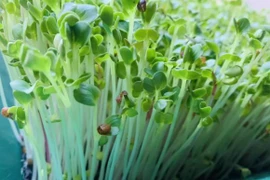 3 loại rau tăng đề kháng, chống ung thư xuất hiện nhiều vào mùa thu đông