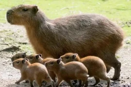 Loài động vật có phân ‘ngon’ nhất thế giới