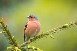 Người sinh vào 3 tháng Âm lịch này phước lành, tài lộc dâng sẵn