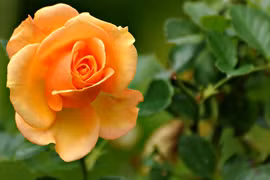 Người sinh vào tháng Âm này, giỏi giang, tương lai làm ông chủ lớn