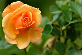 Người sinh vào tháng Âm này, giỏi giang, tương lai làm ông chủ lớn