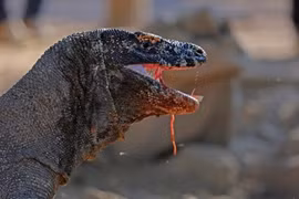 Top 7 điều bạn có thể chưa biết về rồng Komodo