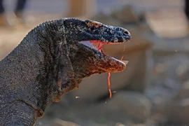 Top 7 điều bạn có thể chưa biết về rồng Komodo