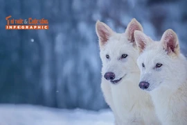 [INFOGRAPHIC] Hồi sinh loài sói trắng tuyệt chủng 12.500 năm trước