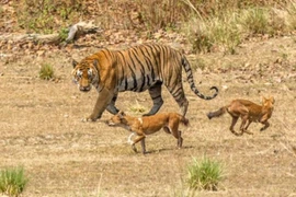 Loài chó hoang có thể giết được hổ 