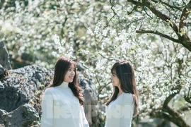 Hoa mận nở trắng trên cao nguyên Mộc Châu thu hút giới trẻ 