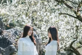 Hoa mận nở trắng trên cao nguyên Mộc Châu thu hút giới trẻ 