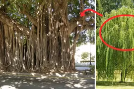 5 loại cây không nên trồng trước nhà kẻo tài lộc tiêu tán