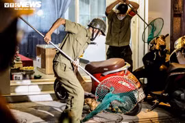 Theo chân đội bắt chó thả rông trong đêm ở Hà Nội