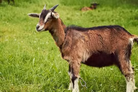 3 tháng tới, 2 con giáp giàu đột phá, 1 tuổi dễ rủi ro