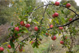 Khám phá rừng táo dại cuối cùng của Trái Đất