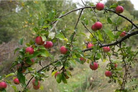 Khám phá rừng táo dại cuối cùng của Trái Đất