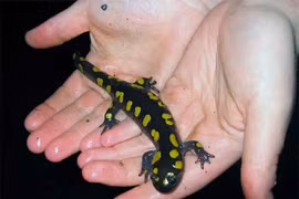 Loài vật kỳ lạ, dùng năng lượng mặt trời để làm thức ăn