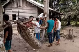 Những vụ trăn nuốt chửng người rúng động nhất thế giới